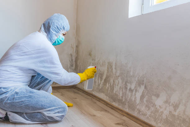 Licensed Mold Testing service in Locust Hill, VA - WQB Mold Removal